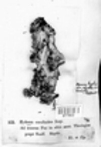 Hericium coralloides image